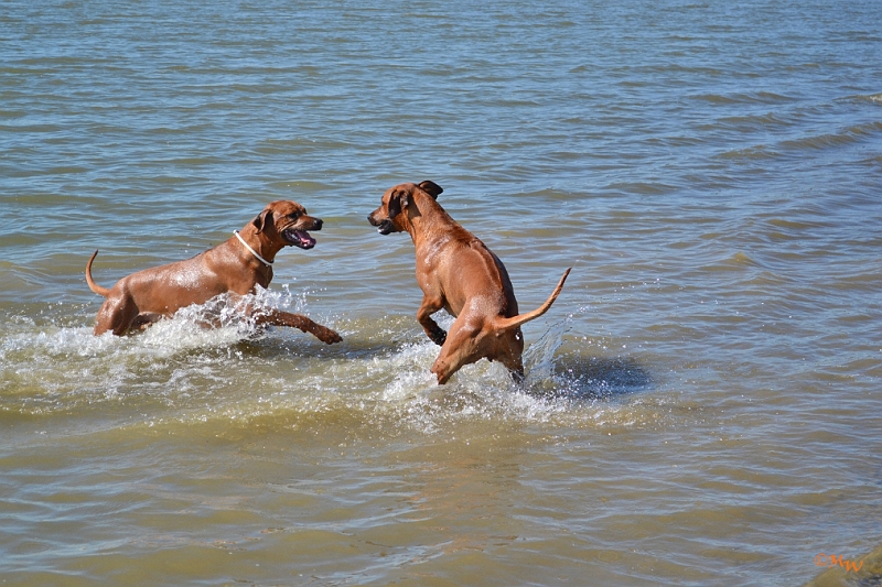 Malawi&Max_015.jpg