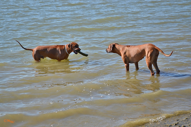 Malawi&Max_023.jpg