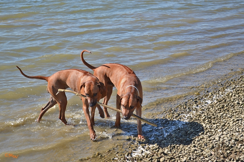 Malawi&Max_027.jpg