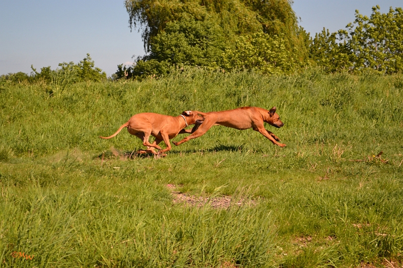 Malawi&Max_031.jpg