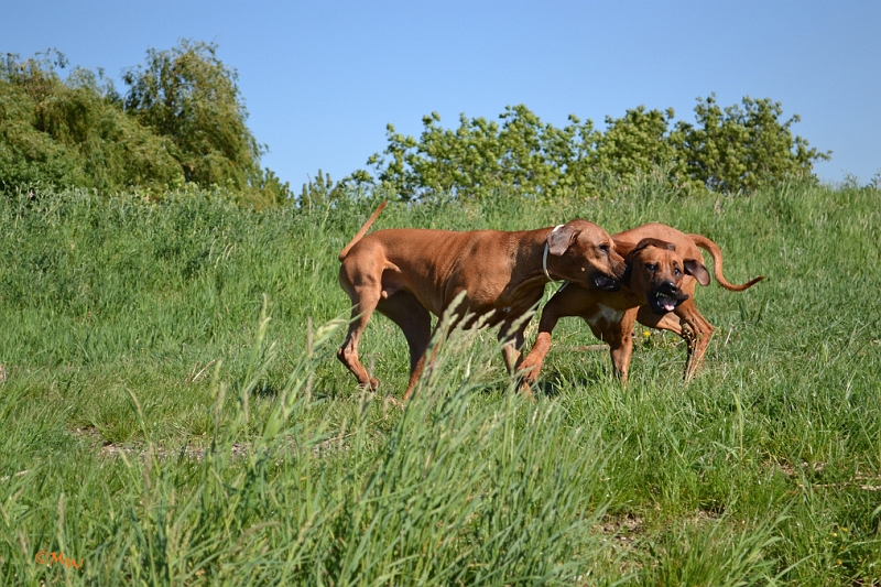 Malawi&Max_034.jpg