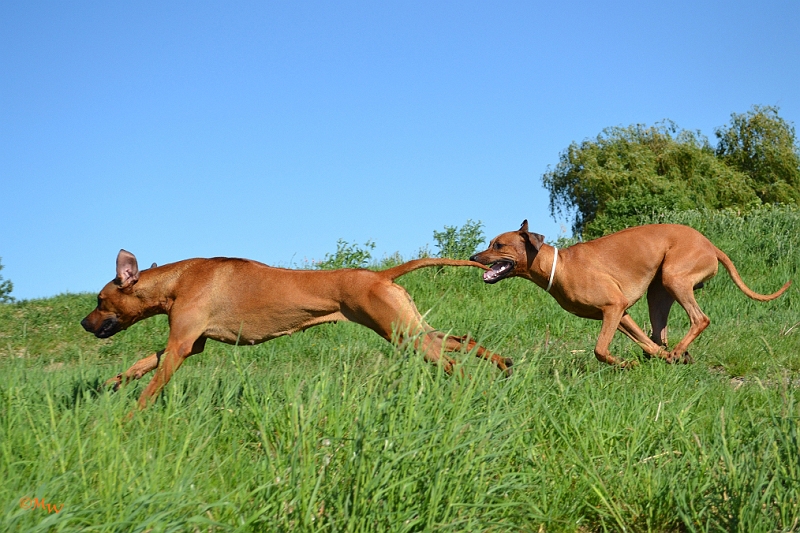 Malawi&Max_038.jpg