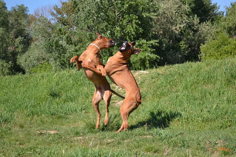 Malawi&Max_045.jpg