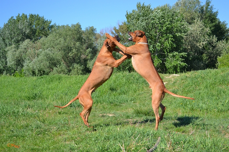 Malawi&Max_047.jpg