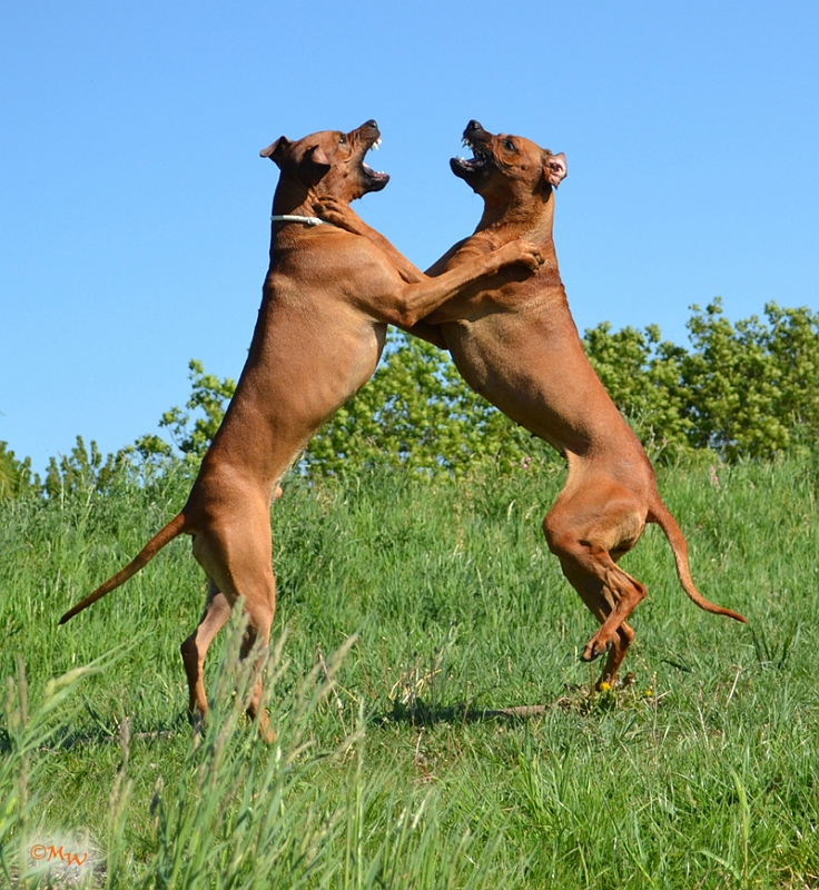 Malawi&Max_048.jpg