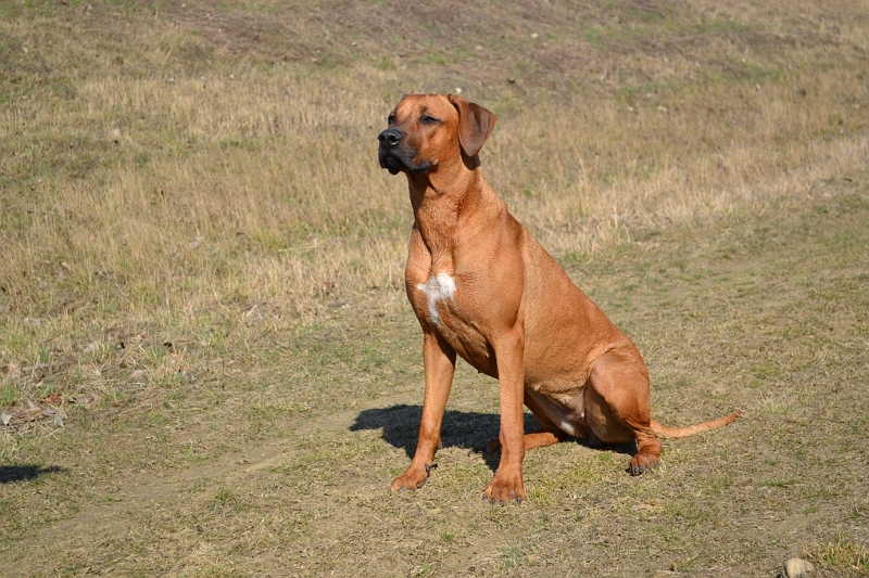 DSC_0969.JPG