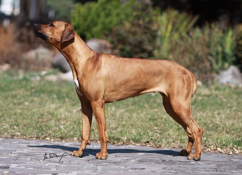 CACIB-Nitra-364_web.jpg