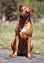 CACIB-Nitra-306_web