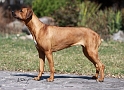 CACIB-Nitra-363_web